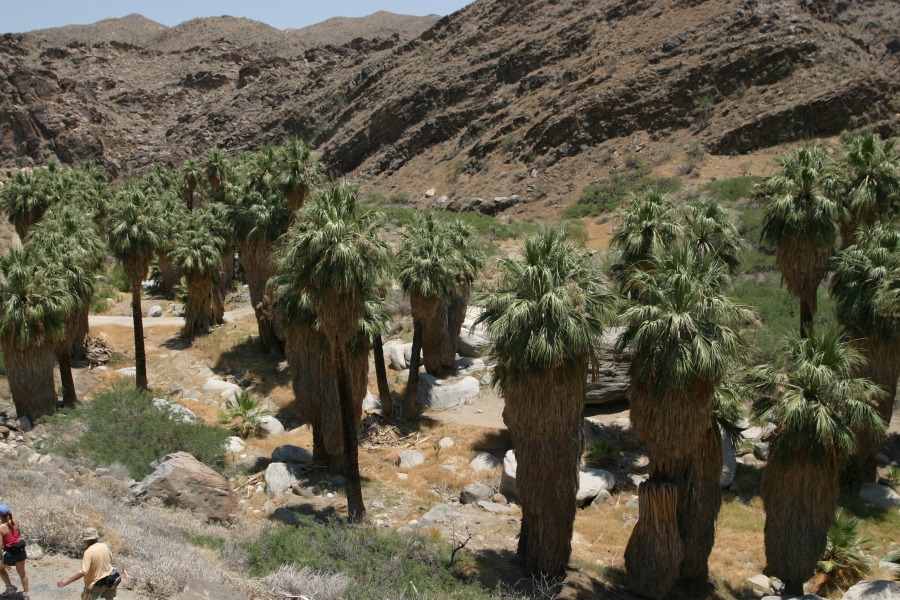 PalmCanyon-008.JPG