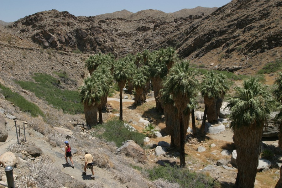 PalmCanyon-009.JPG