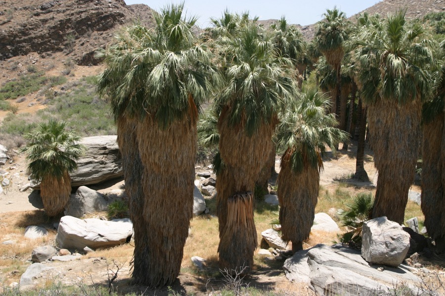 PalmCanyon-010.JPG