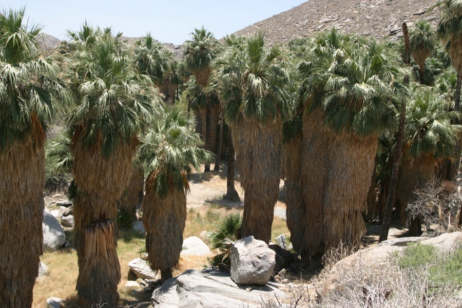 PalmCanyon-011.JPG