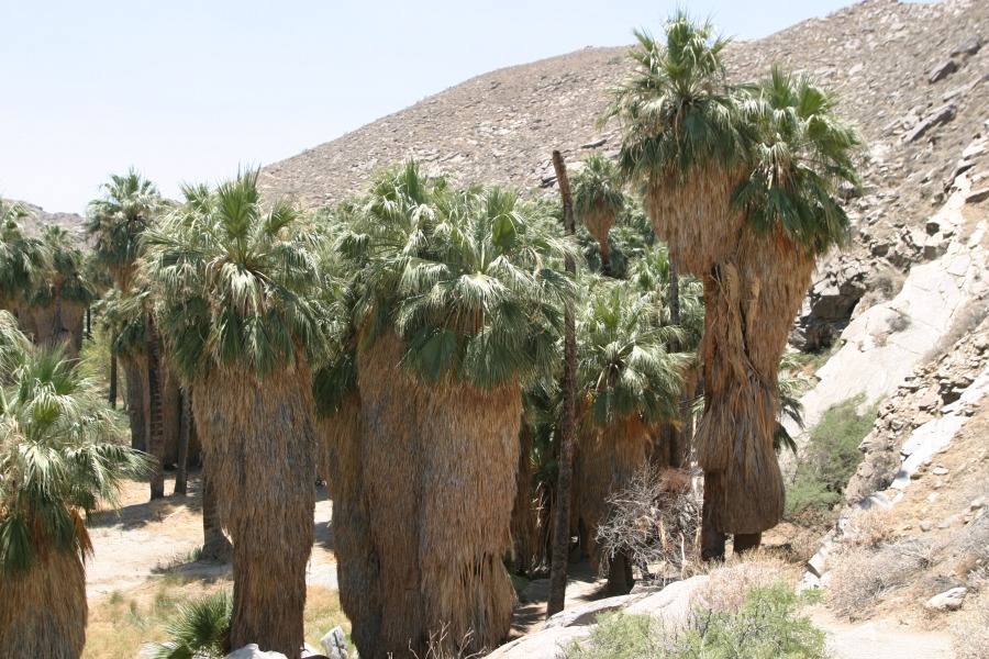 PalmCanyon-012.JPG