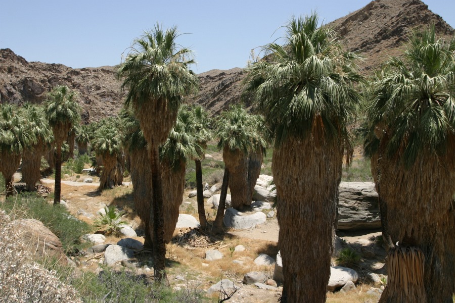 PalmCanyon-013.JPG