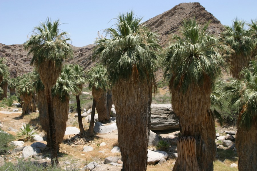 PalmCanyon-014.JPG