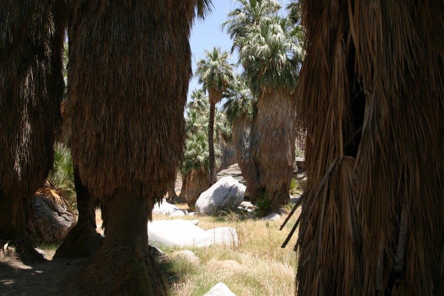 PalmCanyon-015.JPG