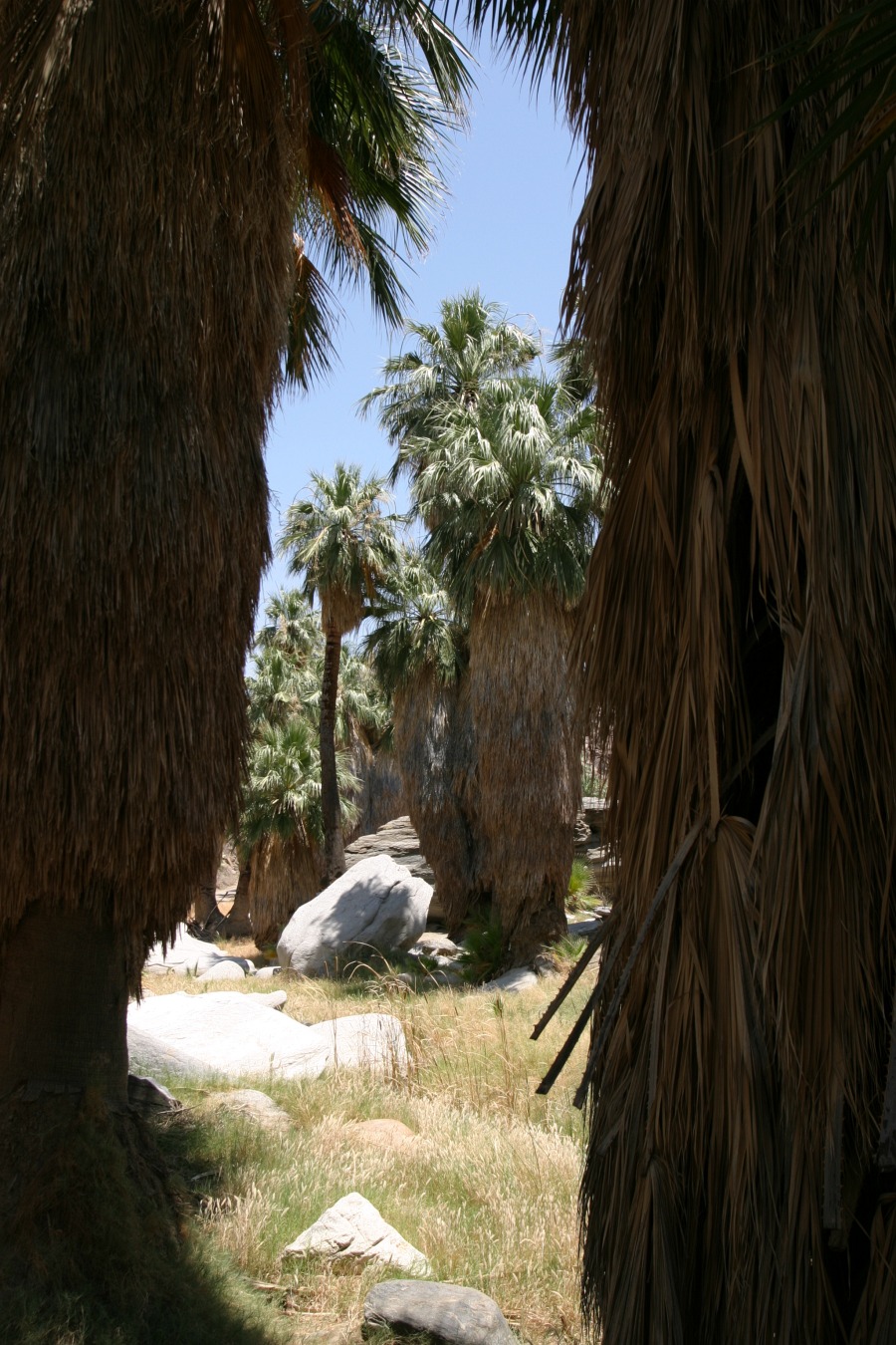 PalmCanyon-016.JPG