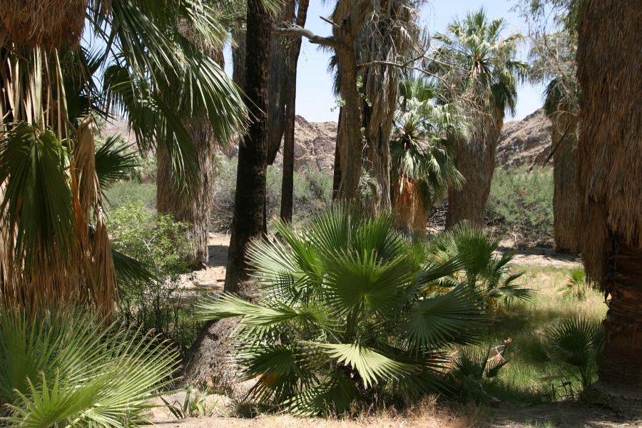 PalmCanyon-029.JPG