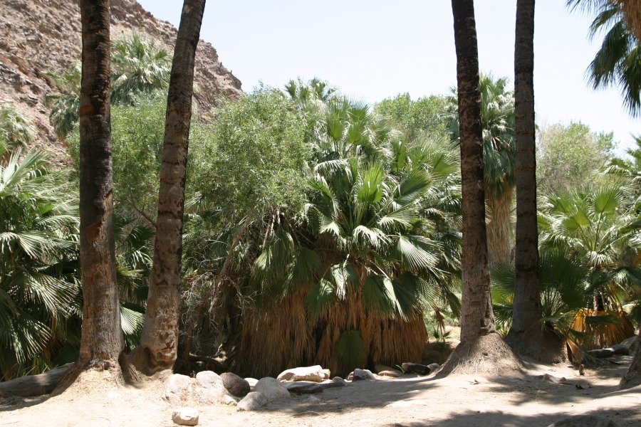 PalmCanyon-038.JPG