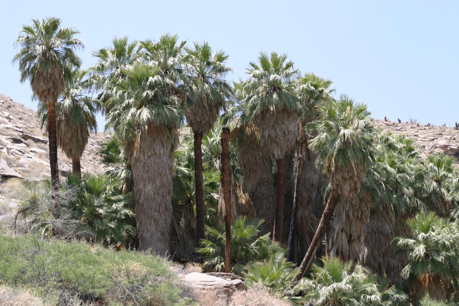 PalmCanyon-052.JPG