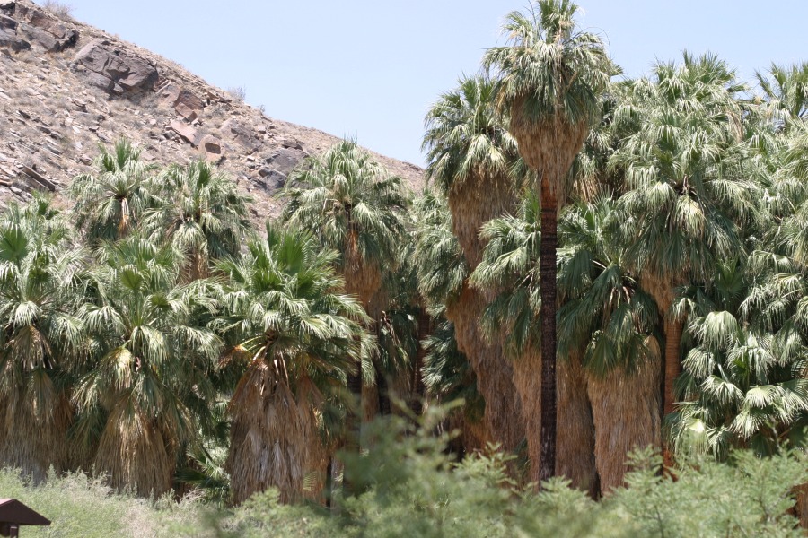 PalmCanyon-054.JPG