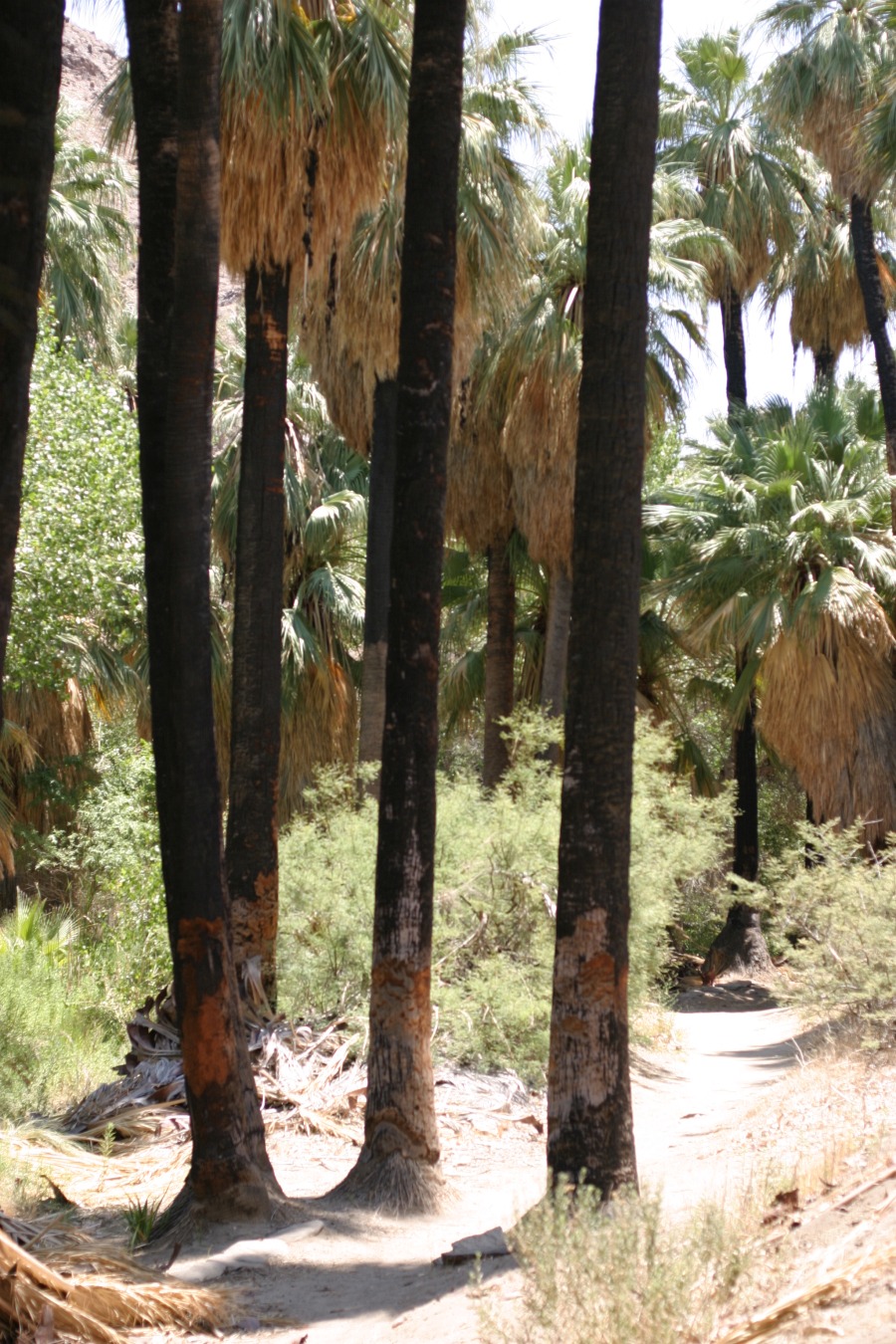 PalmCanyon-055.JPG