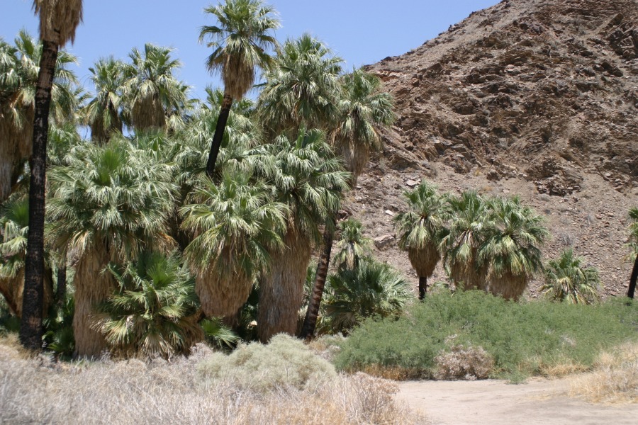 PalmCanyon-068.JPG