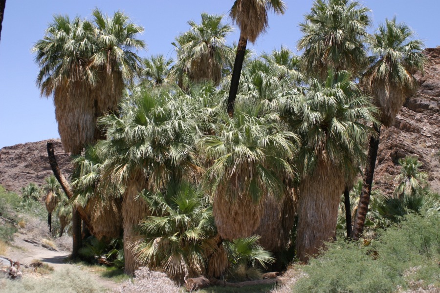 PalmCanyon-073.JPG