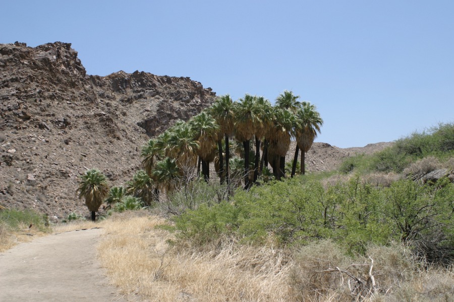 PalmCanyon-074.JPG