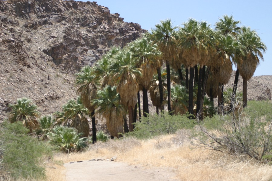 PalmCanyon-075.JPG