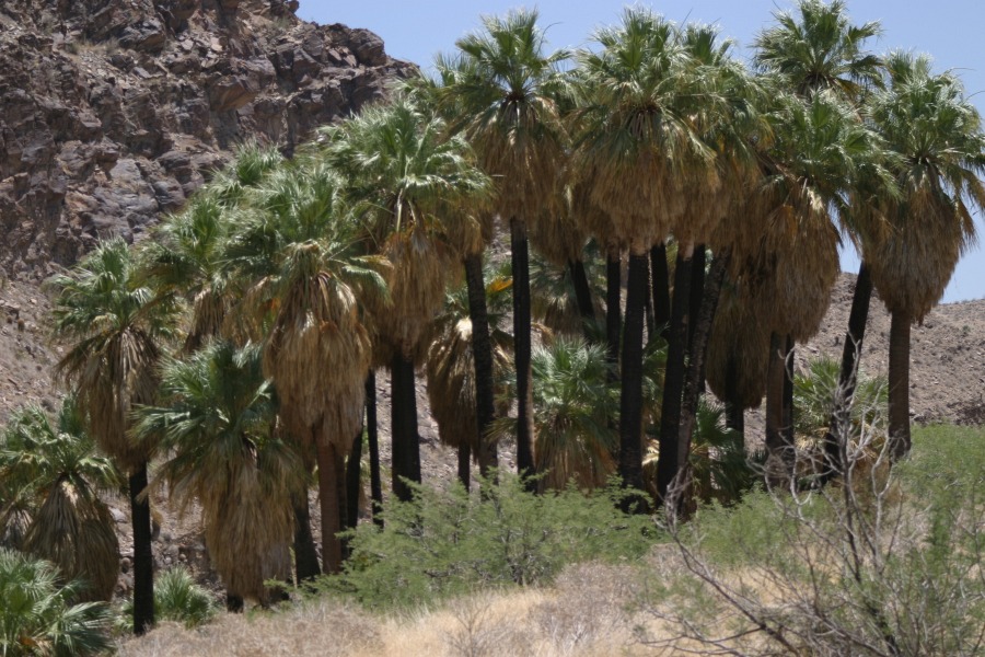 PalmCanyon-076.JPG