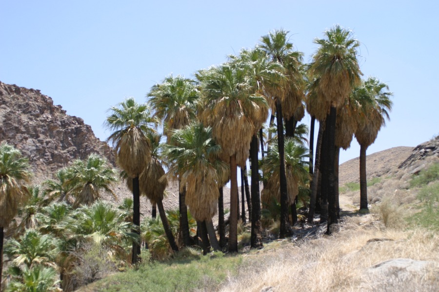 PalmCanyon-079.JPG