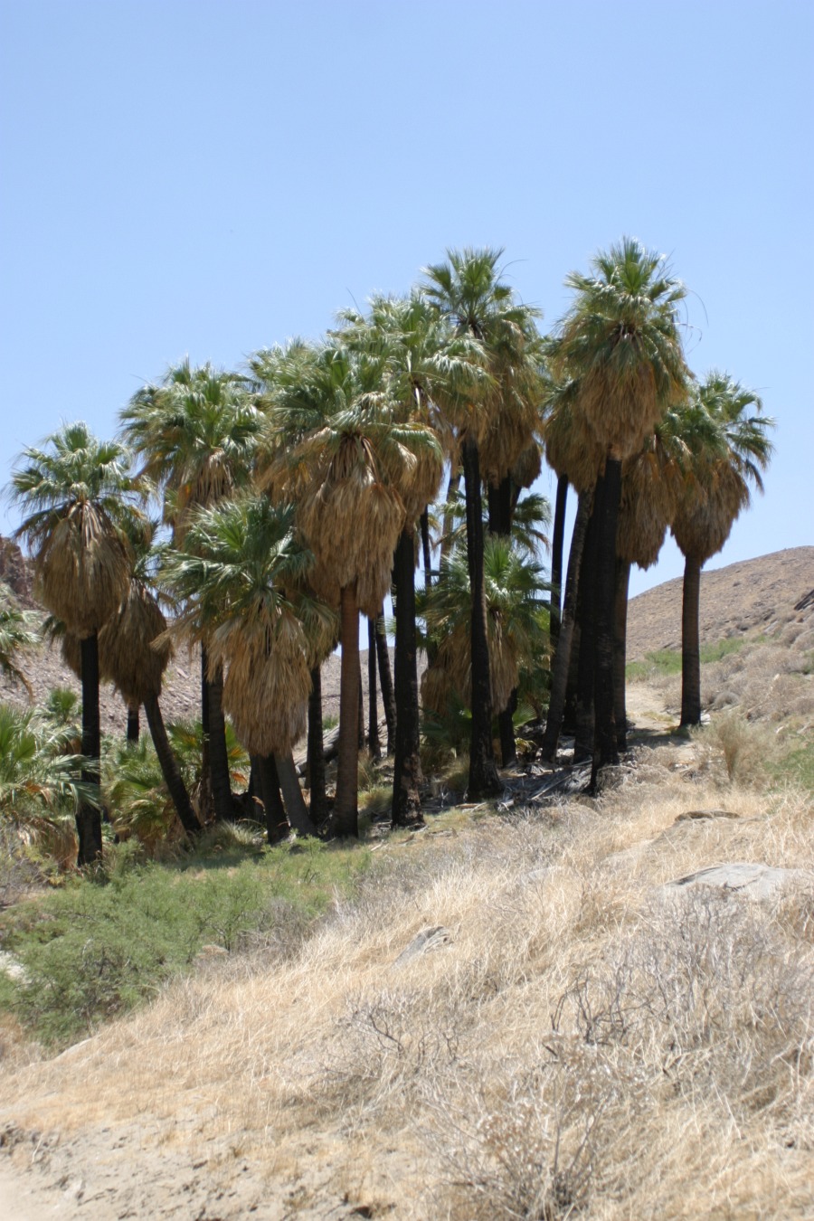 PalmCanyon-081.JPG