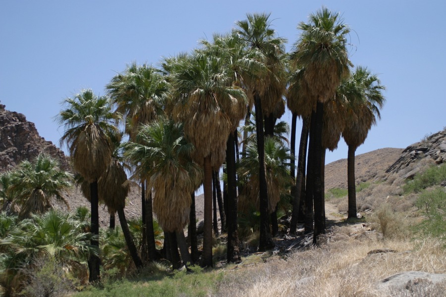 PalmCanyon-082.JPG