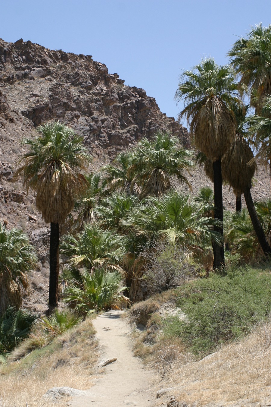 PalmCanyon-083.JPG