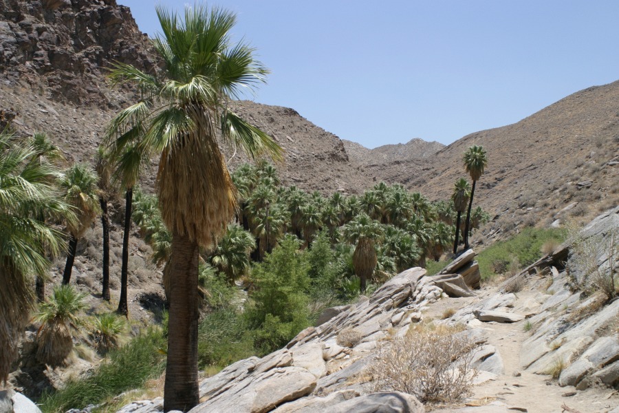 PalmCanyon-088.JPG