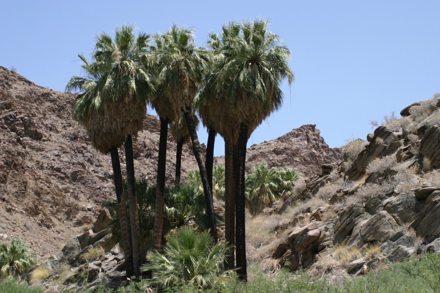 PalmCanyon-105.JPG