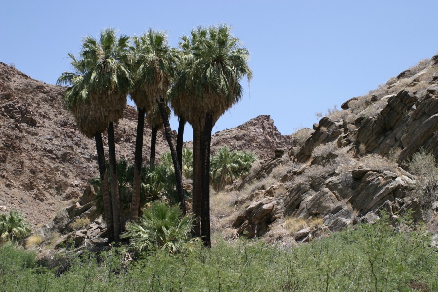 PalmCanyon-106.JPG