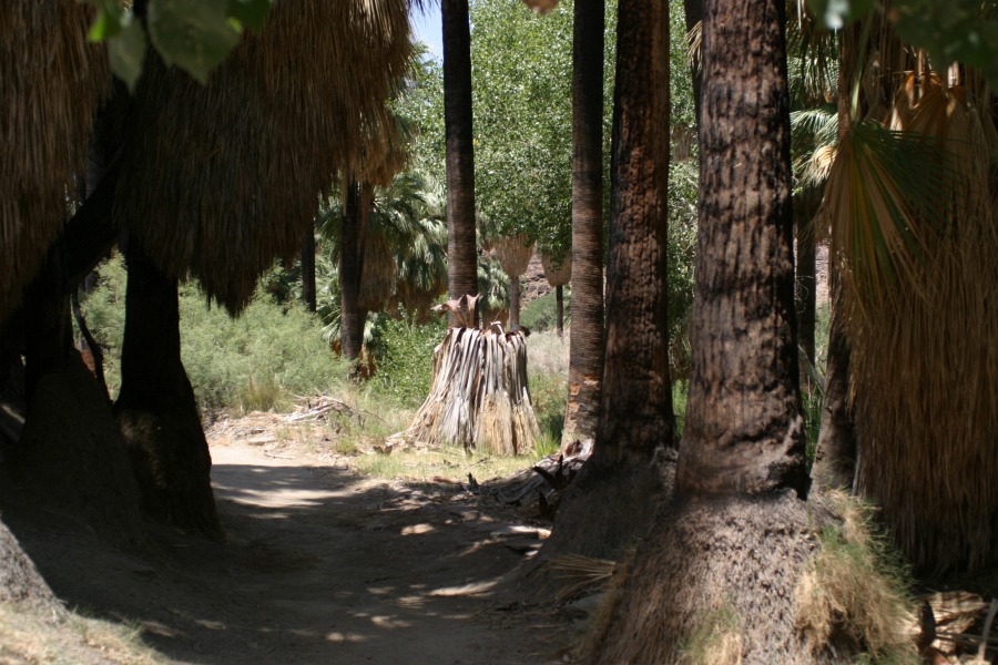 PalmCanyon-124.JPG