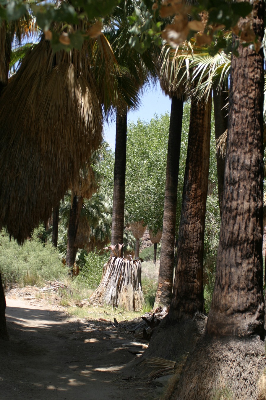 PalmCanyon-126.JPG