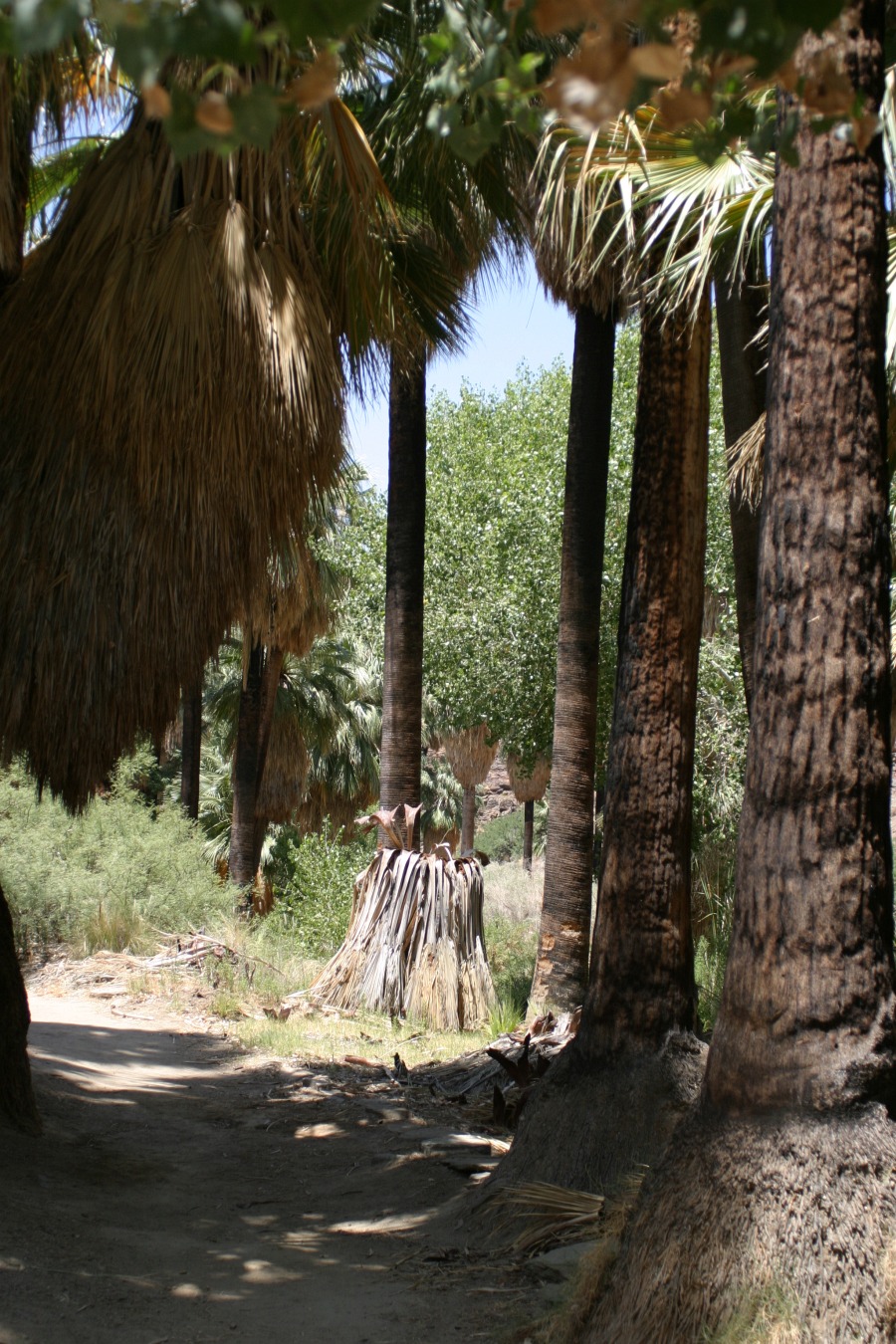 PalmCanyon-127.JPG