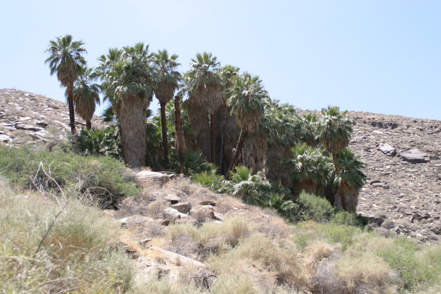 PalmCanyon-129.JPG