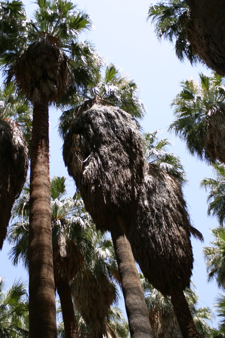 PalmCanyon-135.JPG