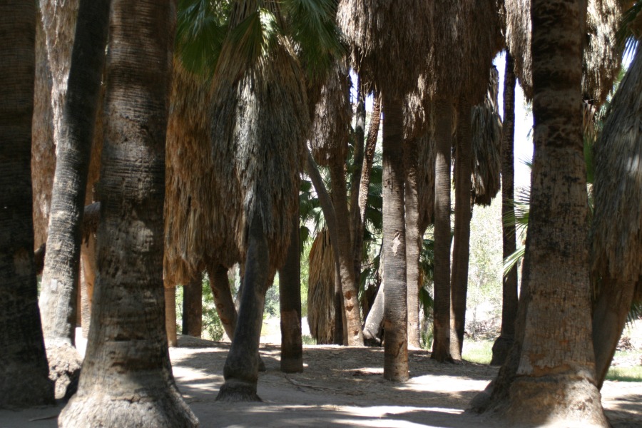 PalmCanyon-144.JPG