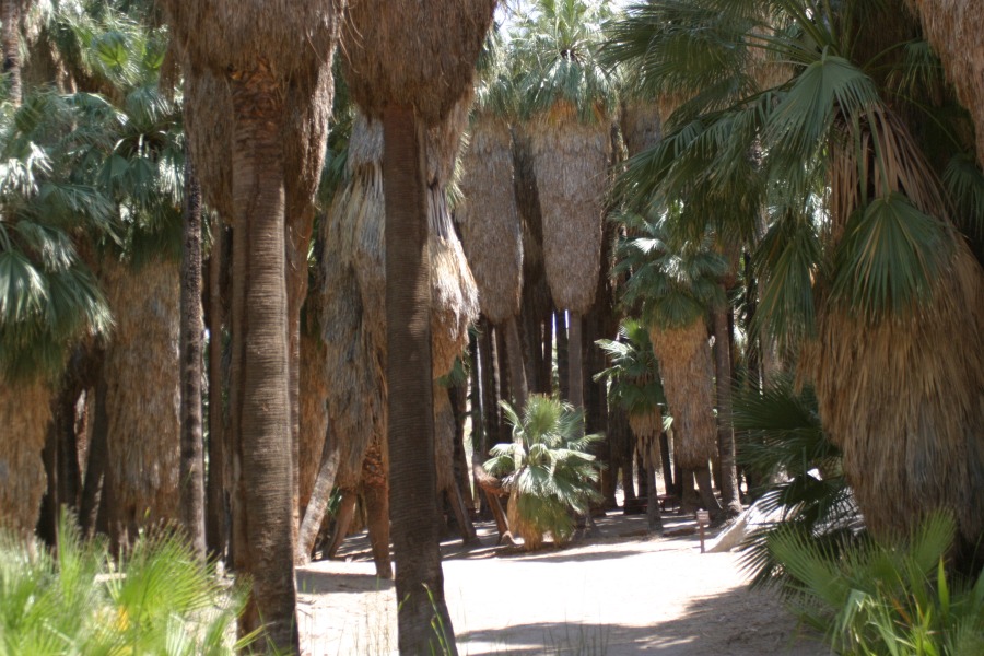 PalmCanyon-151.JPG