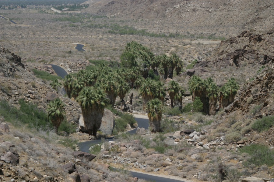 PalmCanyon-154.JPG