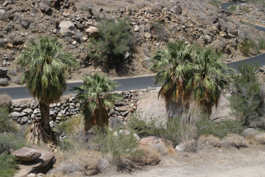 PalmCanyon-155.JPG