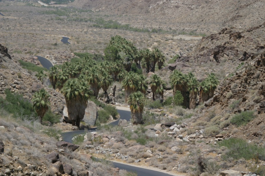 PalmCanyon-156.JPG