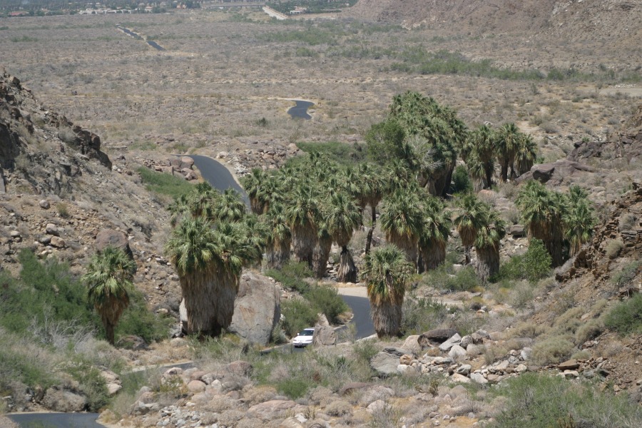 PalmCanyon-159.JPG