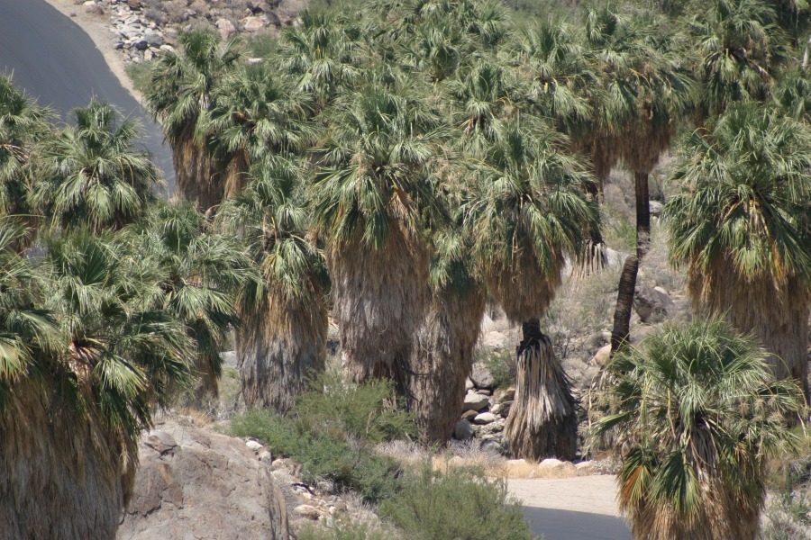 PalmCanyon-162.JPG