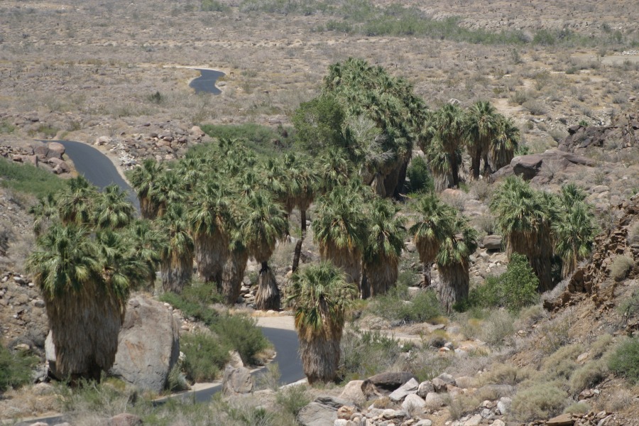 PalmCanyon-164.JPG