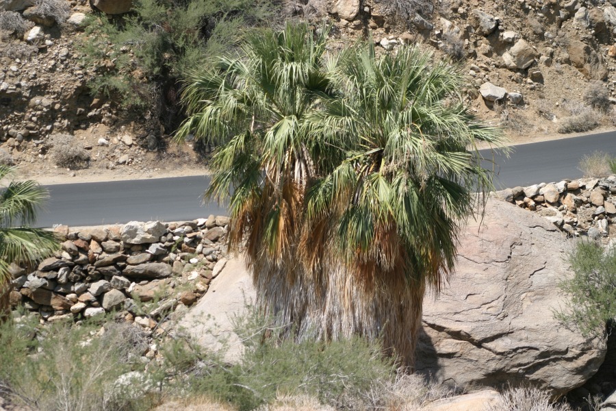 PalmCanyon-168.JPG