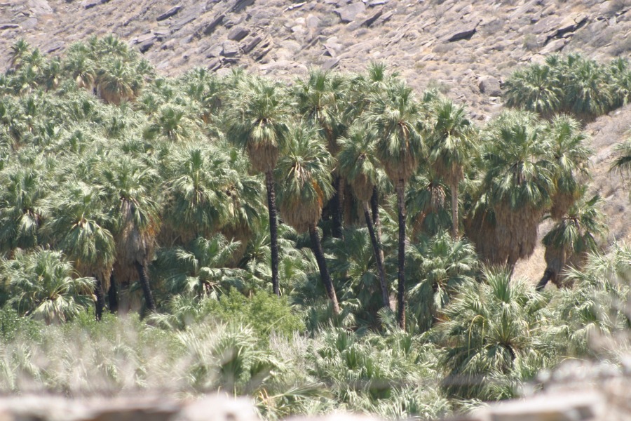 PalmCanyon-171.JPG