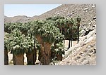 PalmCanyon-005.JPG