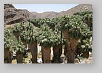 PalmCanyon-006.JPG