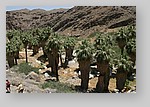 PalmCanyon-008.JPG