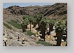 PalmCanyon-009.JPG