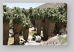 PalmCanyon-011.JPG