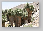 PalmCanyon-012.JPG