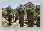 PalmCanyon-014.JPG