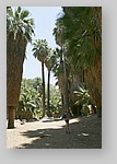 PalmCanyon-037.JPG