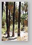 PalmCanyon-055.JPG